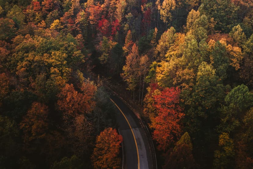 fall road